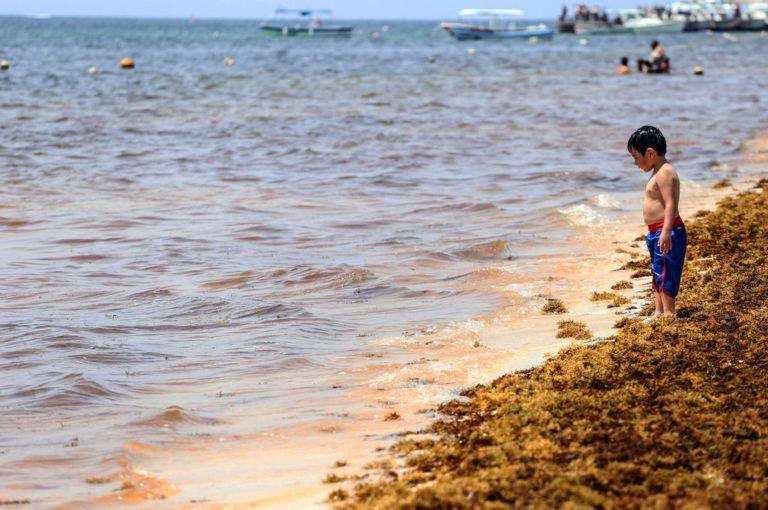 Sargazo alcanza su pico más alto en Verano en las costas del Caribe mexicano