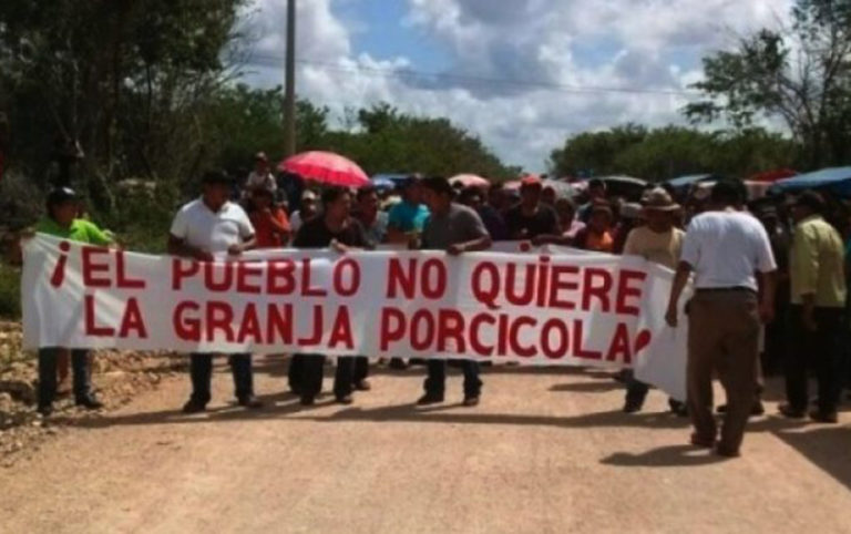 Mega granja de cerdos permanecerá cerrada en Homún