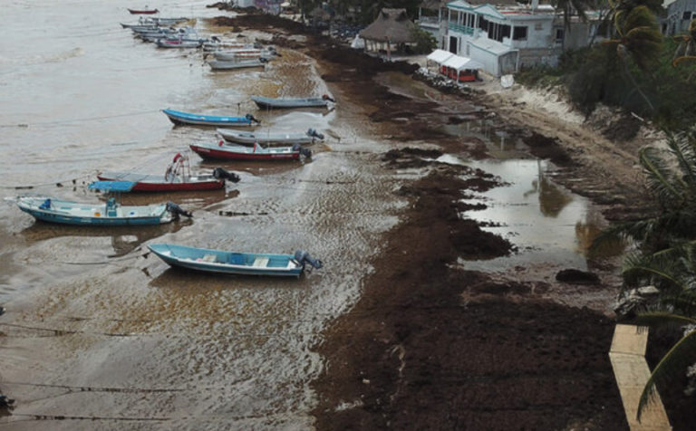 Playa El Recodo queda fuera de servicio por recale de alga marina