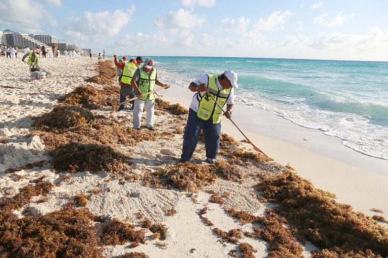 Mar de sargazo invade 44 playas en Quintana Roo