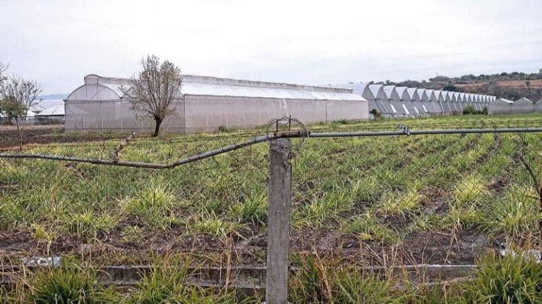 Tetecala es el primer pueblo cannábico de México