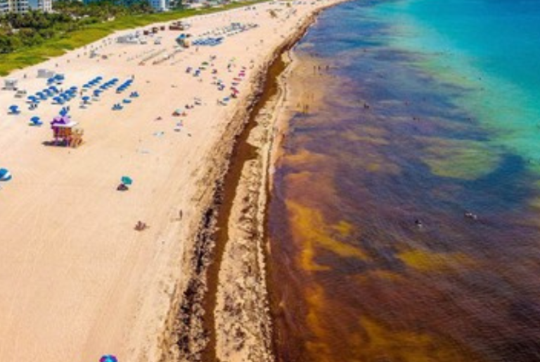 Estas son las playas que reportan recale excesivo de sargazo en Quintana Roo