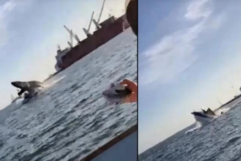 Ballena cae sobre una lancha en bahía de Topolobampo, Sinaloa: VIDEO