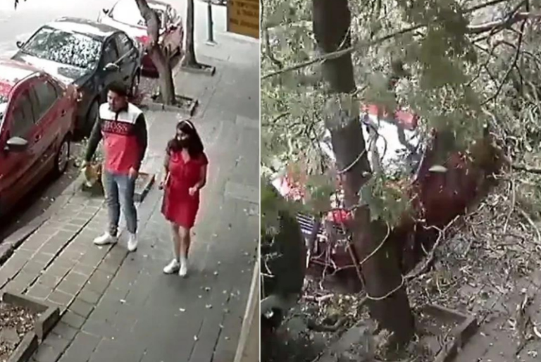 Así fue el momento en que pareja se salva de ser aplastada por un árbol: VIDEO