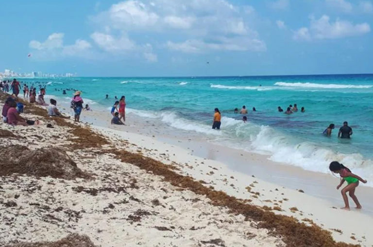 Playas del Norte en Quintana Roo reportan recale excesivo de sargazo