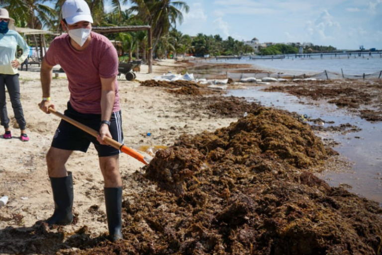 Arribo de sargazo a Quintana Roo y Yucatán afecta el turismo, reconoce Semar