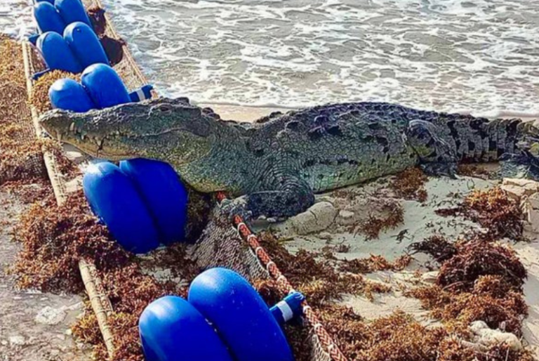 Cocodrilo tomando el sol en playas de Tulum sorprende a bañistas