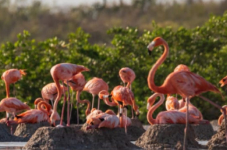 Protegerán 10 mil nidos de flamenco americano en Yucatán