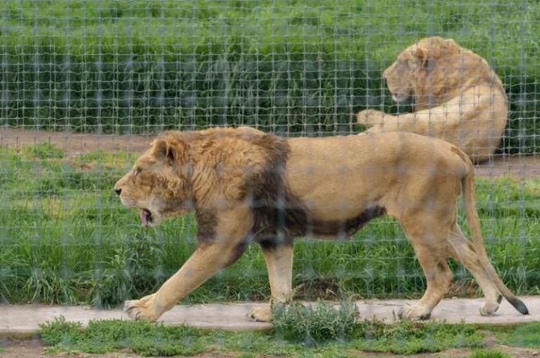 Zoológico de Chapultepec recibió a ocho de los felinos rescatados en el Ajusco