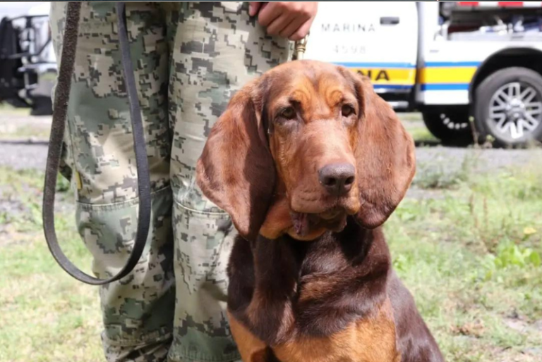 Max, la perrita de la Marina que encontró a Rafael Caro Quintero entre los matorrales