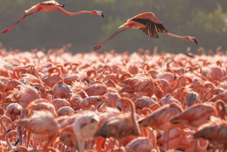 Más de 20 mil flamencos llegan a San Crisanto