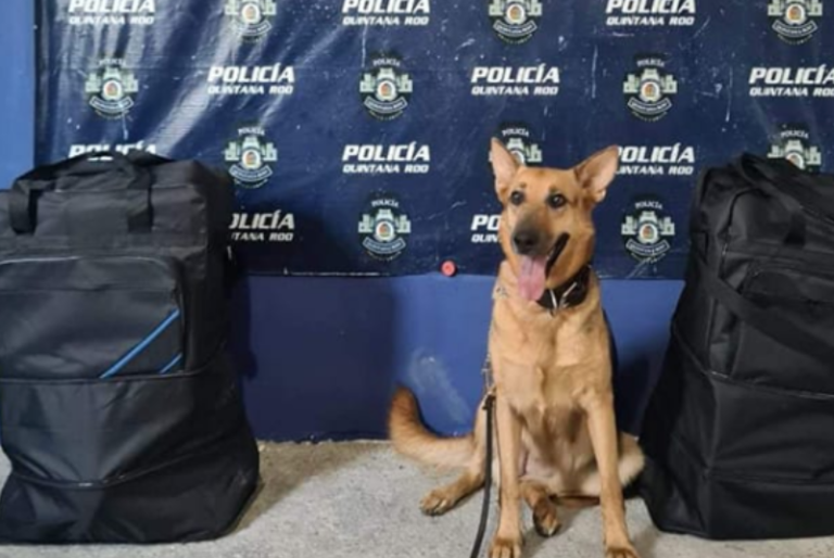 Abandonan maletas con droga en la terminal de autobuses de Cancún