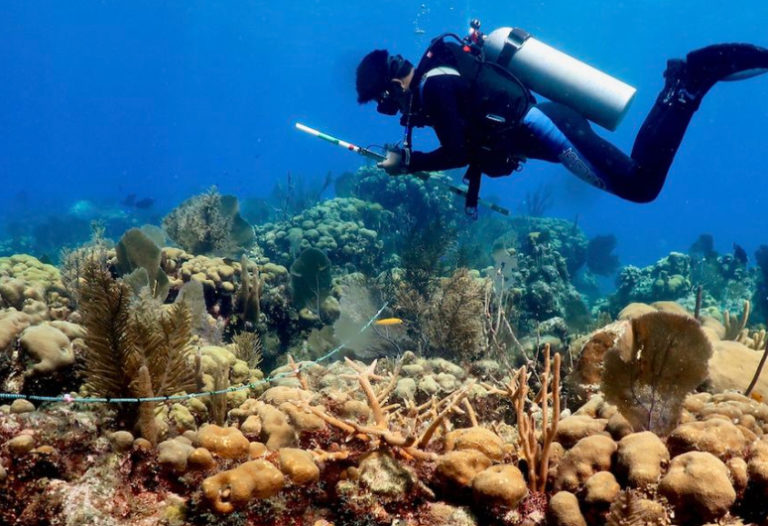 Catástrofe lleva a la extinción a los corales del Caribe mexicano: UNAM