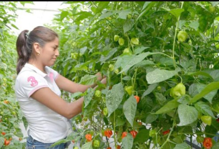 Autoridades y empresarios yucatecos realizan proceso para obtener denominación de origen del habanero