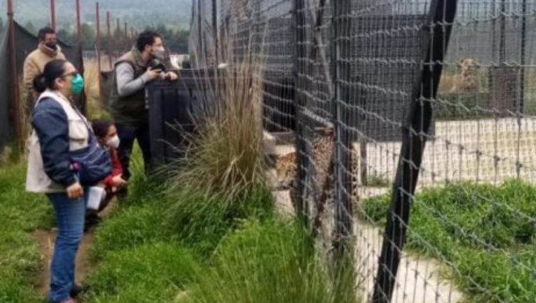 Denuncian abandono de más de 200 felinos en santuario del Ajusco