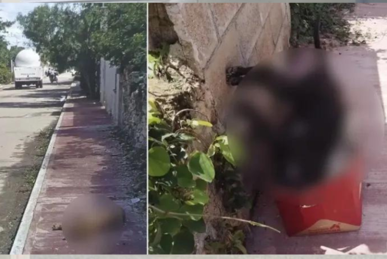 Vecinos de Tizimín denuncian envenenamiento de perros callejeros