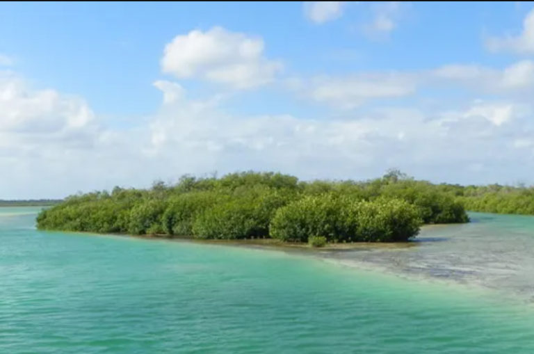 Denuncian abusos con bonos de carbono en la Península de Yucatán