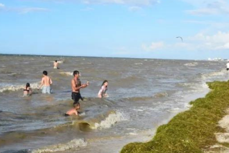 Sargazo arriba a playas de Progreso tras la marea roja