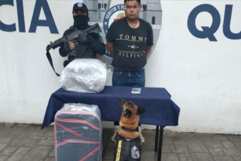 Perro policía detecta droga en equipaje de pasajero de la terminal de autobuses de Playa del Carmen