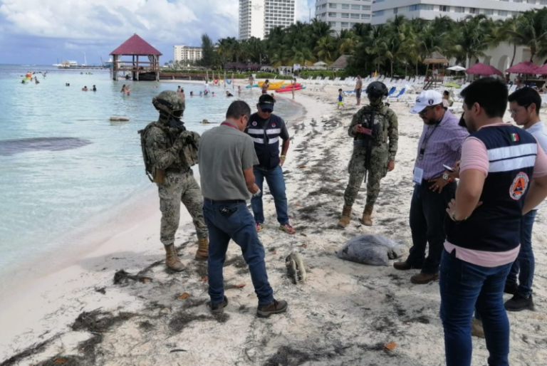 Recala cabeza de cocodrilo en playas de Cancún