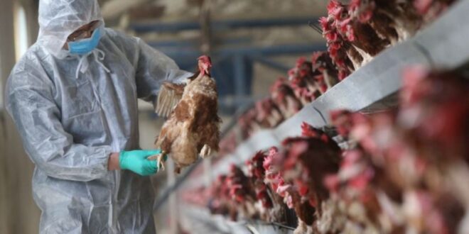 La cepa H5N1 de gripe aviar podría desatar la próxima pandemia